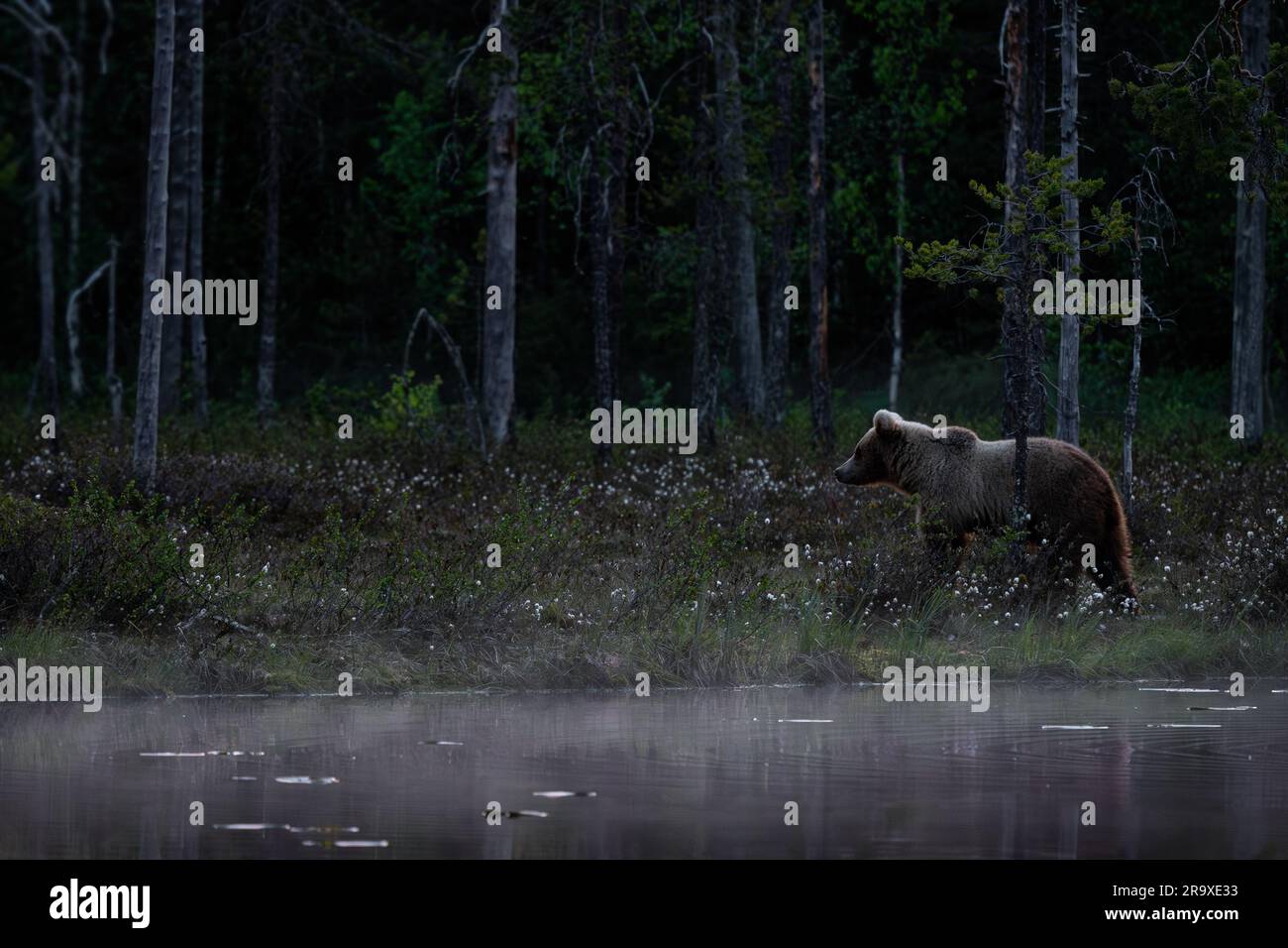 Ours brun - Ursus arctos Grand mammifère populaire dans la forêt emblématique de l'Europe nordique, Finlande, Europe. Banque D'Images