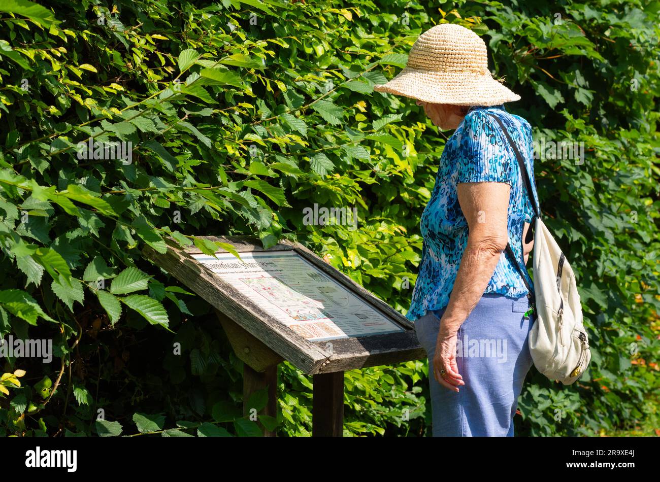 Une femme âgée portant un chapeau de soleil et un sac à bandoulière lors d'une journée chaude en été, se tenant debout sur une carte pour les touristes, lors d'une visite d'une ville en Angleterre, au Royaume-Uni. Banque D'Images