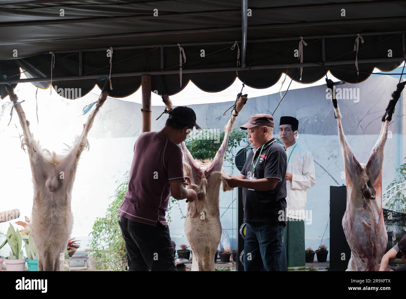 MALANG, INDONÉSIE - 29 juin 2023 : deux hommes indonésiens ont coupé la viande d'une chèvre à sacrifier pendant l'Eid Al-Adha ou l'Idul Adha Banque D'Images