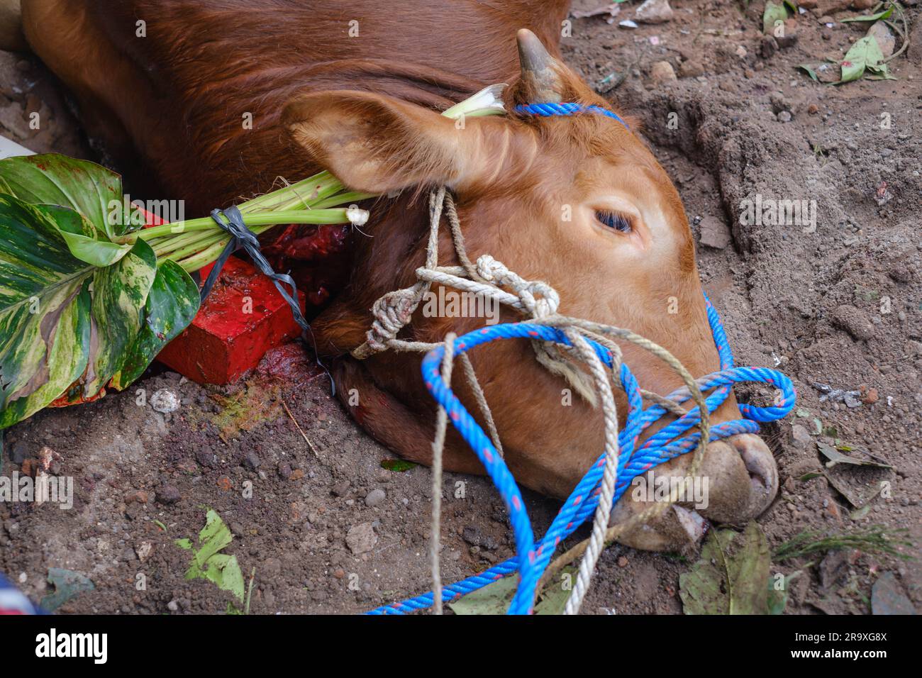 MALANG, INDONÉSIE - 29 juin 2023 : une vache brune sacrifiée avec du sang coulait sur son cou sur Eid Al-Adha ou Idul Adha Banque D'Images