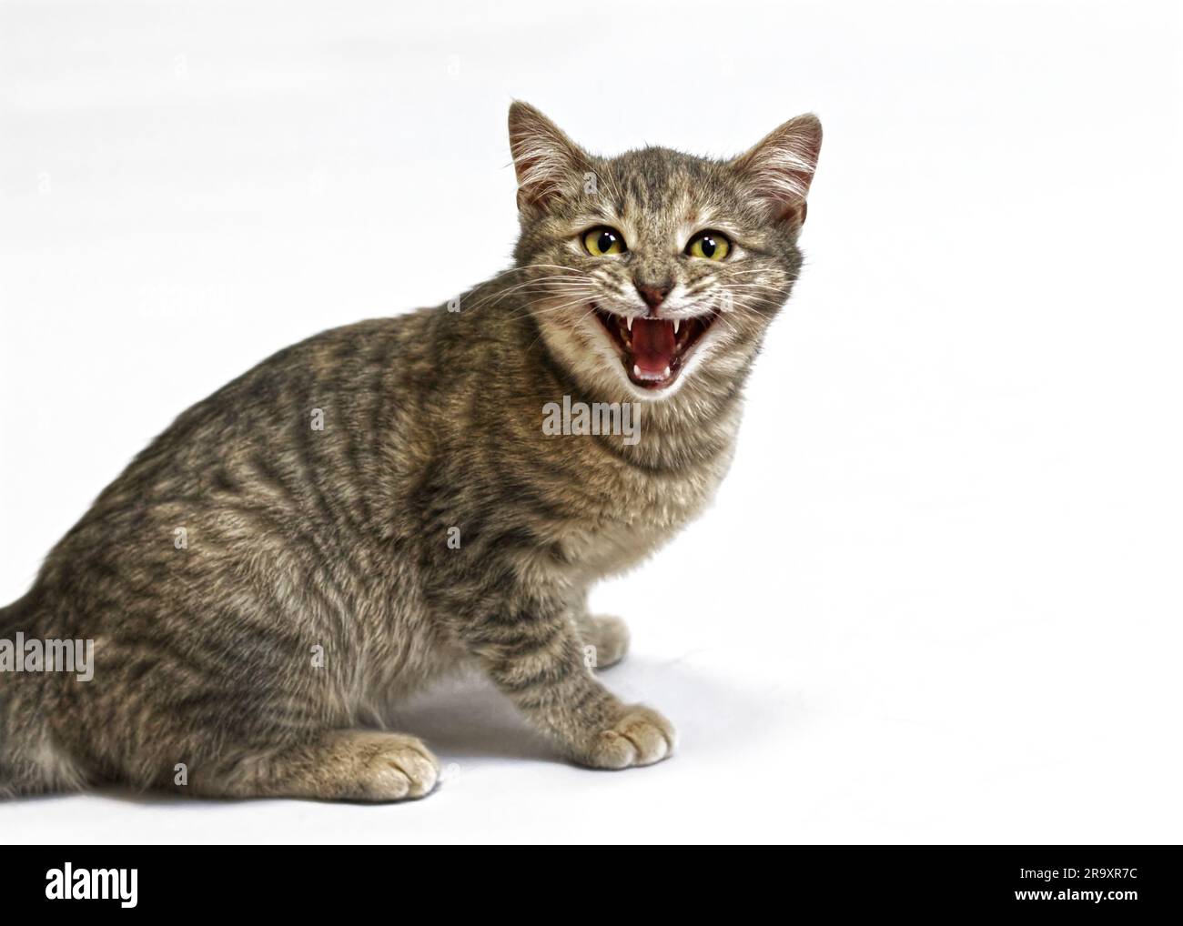 Agressive Angry Cat, effrayé Kitten grogne Banque D'Images