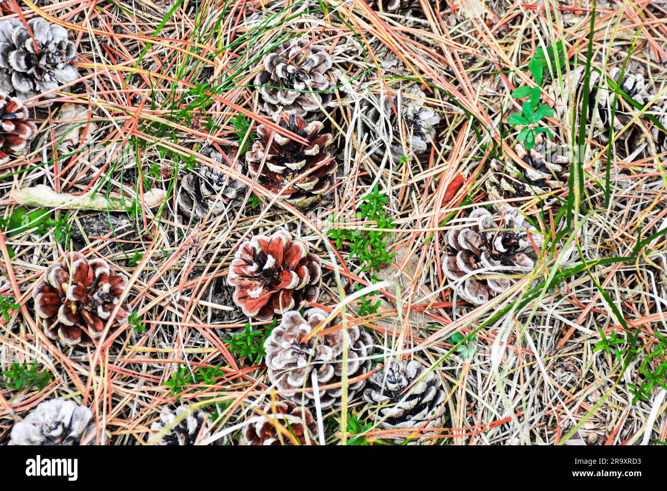 Des cônes de pin secs, des aiguilles de conifères sèches et le contraste des petites feuilles vertes. Chaos naturel Banque D'Images