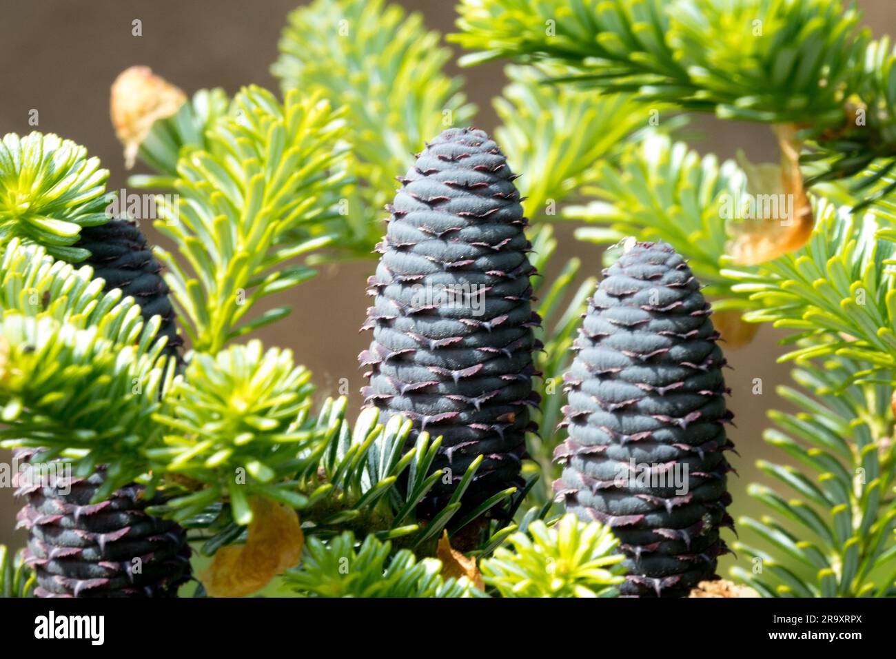 Abies koreana Cones Korean Fir, Cones sur la branche Abies koreana 'Emperor bleu' Banque D'Images