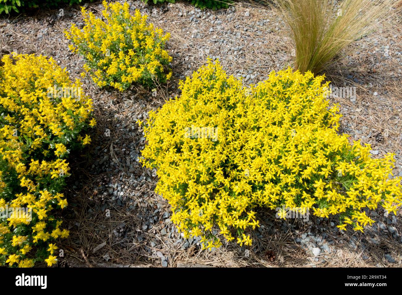 Grumeaux, Genista germanica, Deutsche Ginster, German Greenweed, jardin Genista, coussin, plantes touffetées jardin de gravier Banque D'Images