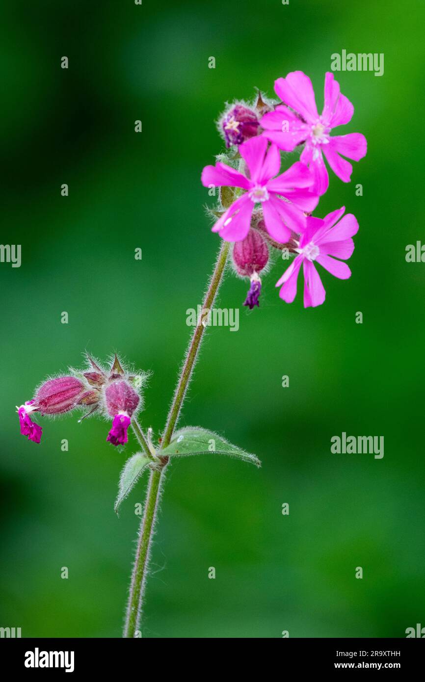 Silene Dioica 'Purple Rim', Fleur rose, Portrait, Fleur vert, fond Banque D'Images