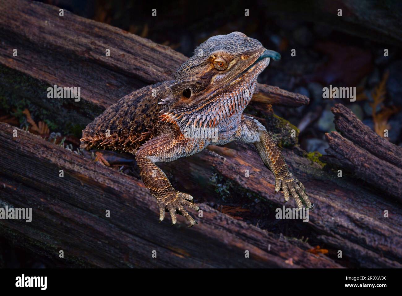 Scinque en forme de ton bleu sur une branche d'arbre, langue adhérant, arrière-plan sombre. Banque D'Images