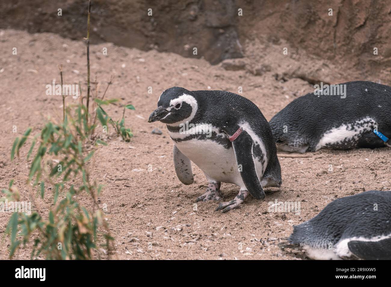 pingouins au zoo de blackpool Banque D'Images