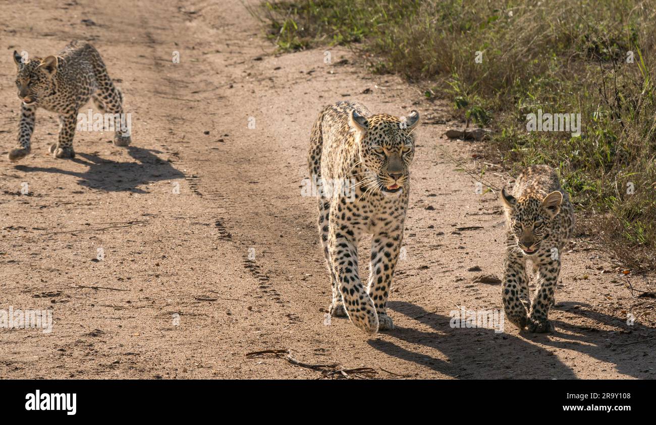 Léopard femelle (Panthera pardus) marchant sur la piste de terre avec deux jeunes petits dans le parc national du Grand Kruger, Afrique du Sud Banque D'Images