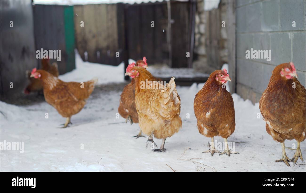 Poulets marchant sur la neige. Poules pondeuses marchant en hiver dans la cour. Banque D'Images