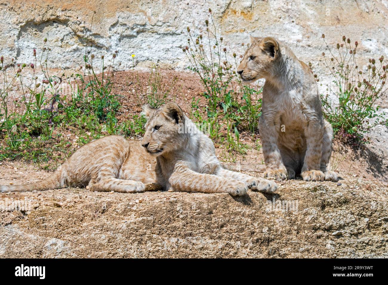 Deux juvéniles de lion africain (Panthera leo) reposant sur une corniche Banque D'Images