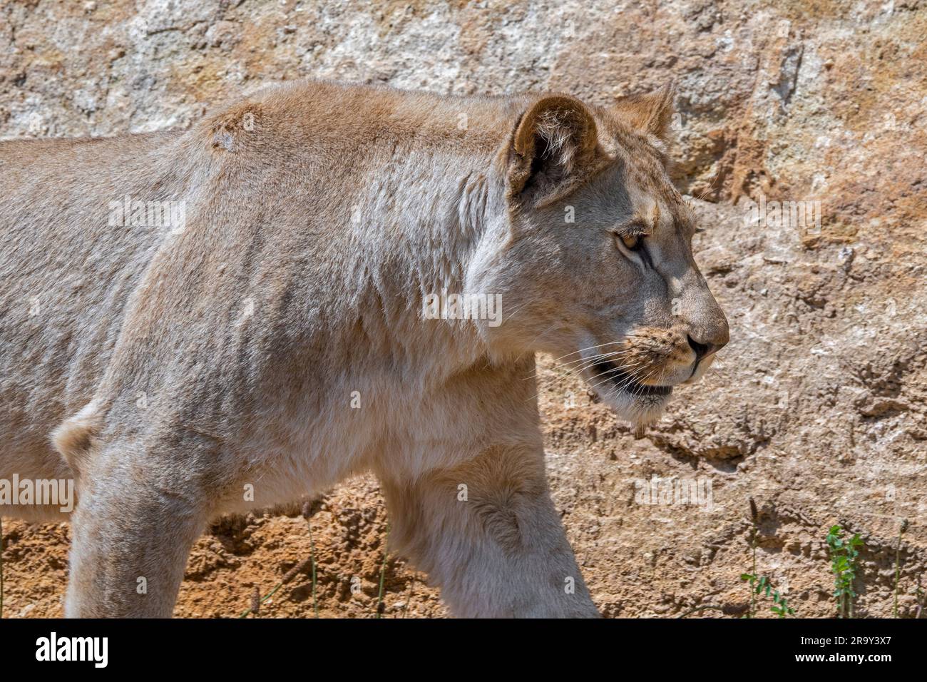 La lioness africaine (Panthera leo) marchant devant le visage de roche montrant des couleurs de camouflage Banque D'Images