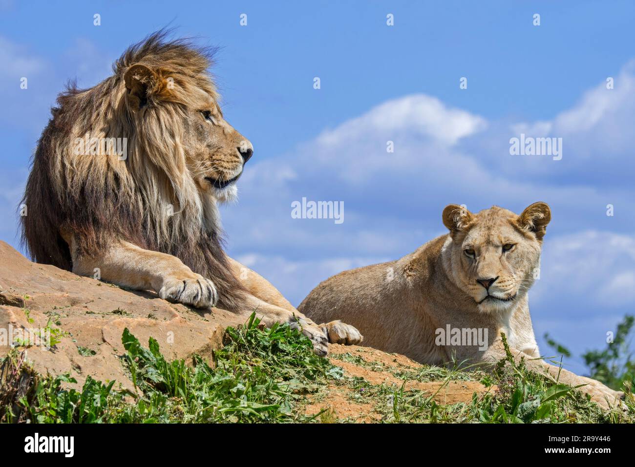 La lionne africaine et le lion mâle (Panthera leo) en fierté se reposant sur le rocher Banque D'Images