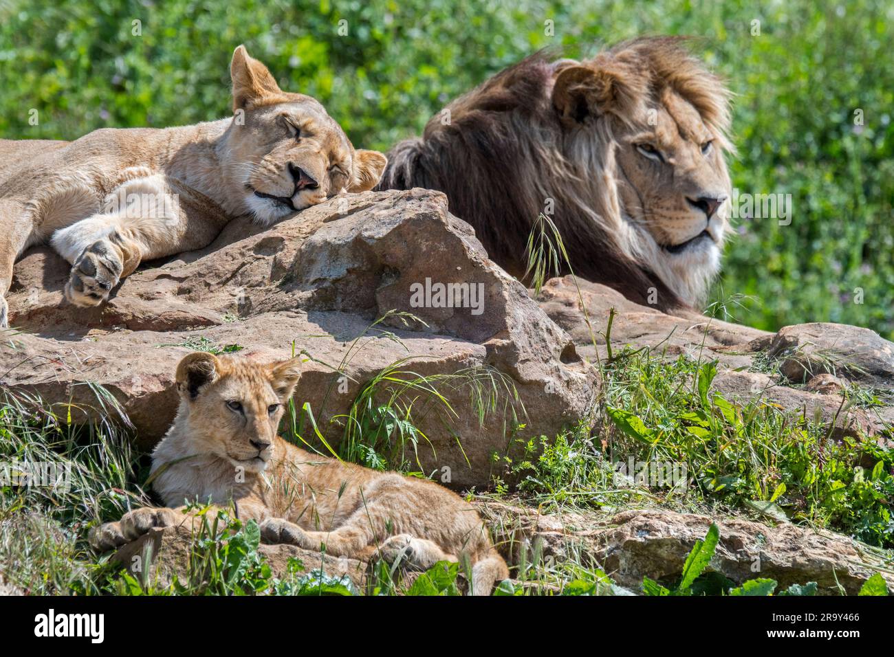Fierté du lion africain (Panthera leo), homme avec lioness et juvénile reposant et bronzant sur des roches chaudes Banque D'Images