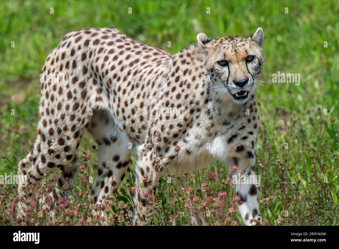 Cheetah (Acinonyx jubatus) chasse dans les prairies, originaire d'Afrique et d'Asie du Sud-Ouest Banque D'Images
