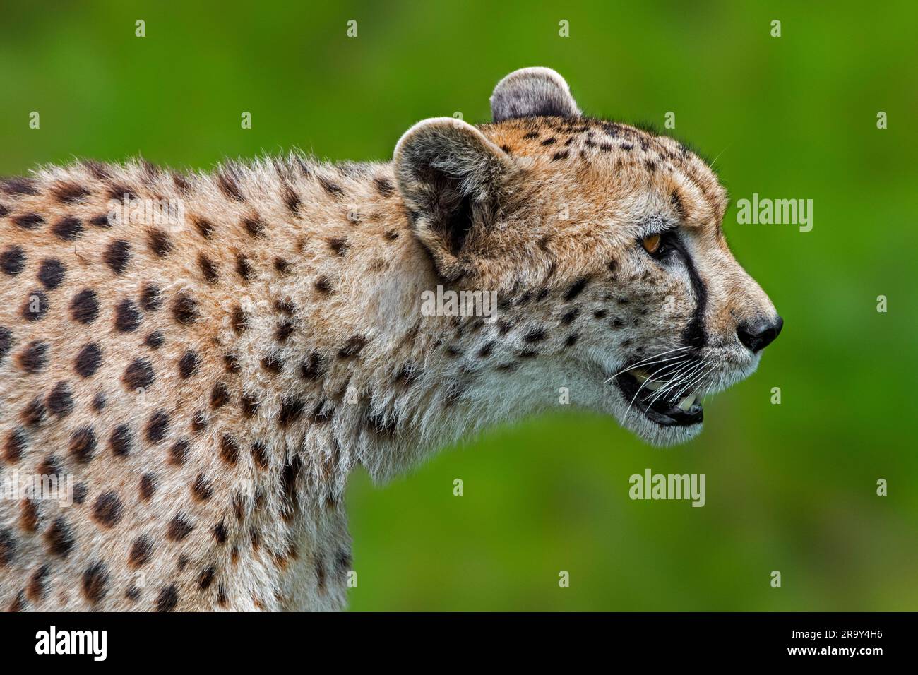 Cheetah (Acinonyx jubatus) chasse dans les prairies, originaire d'Afrique et d'Asie du Sud-Ouest Banque D'Images