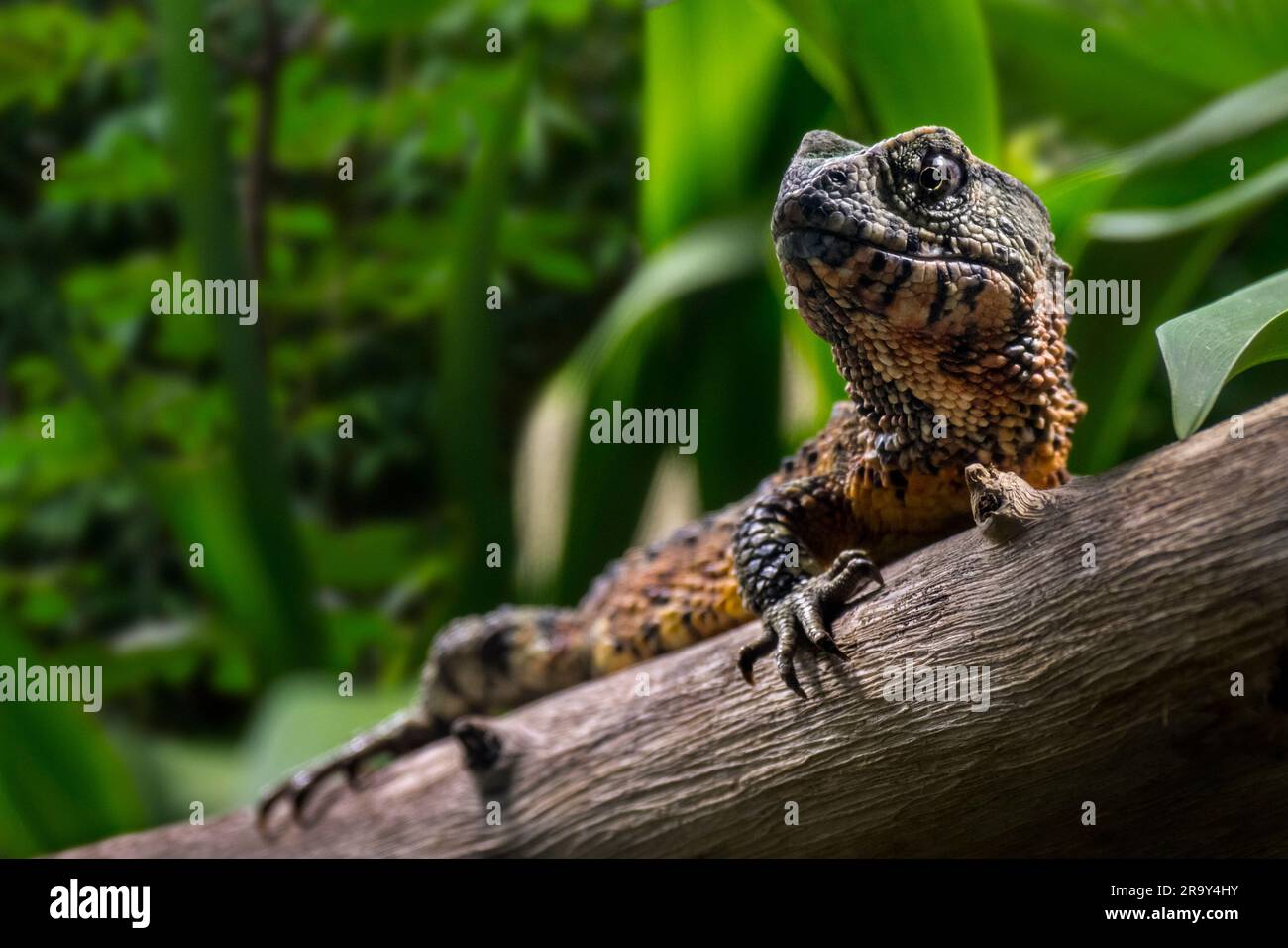 Lézard crocodile chinois (Shinisaurus crocodilurus), lézard d'anguimorphe semi-aquatique originaire des forêts du sud-est de la Chine et du nord-est du Vietnam Banque D'Images
