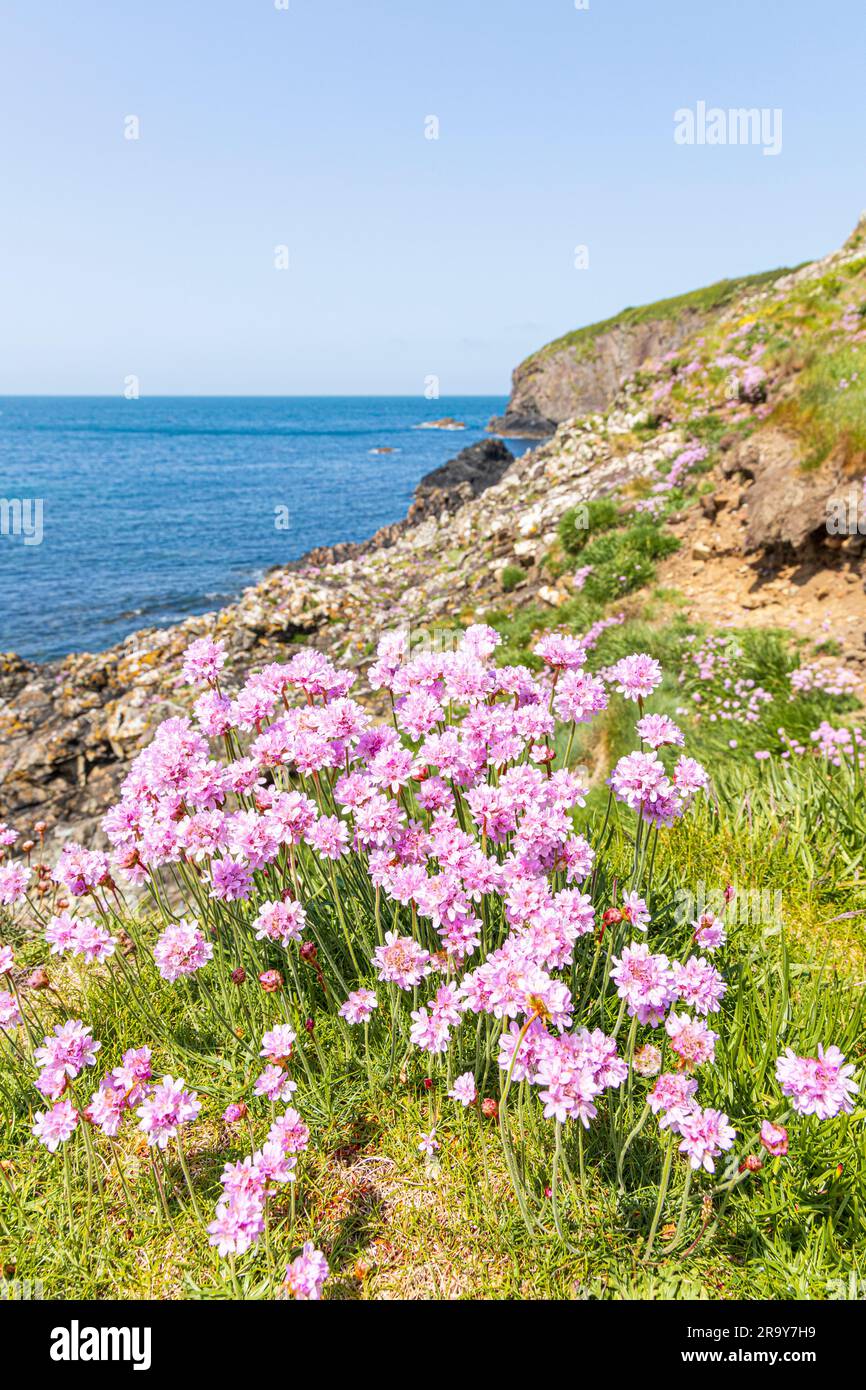 Des roses de mer (thrift) fleurissent sur les falaises à côté du sentier national du Pembrokeshire Coast Path à Trevin (Trevine) dans le Pembrokeshire Coast National Banque D'Images