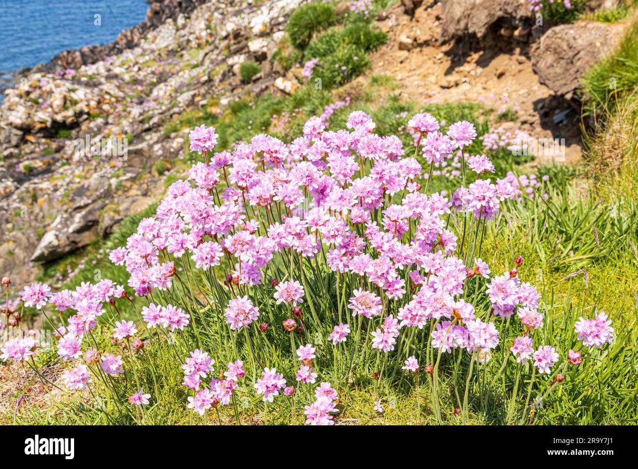 Des roses de mer (thrift) fleurissent sur les falaises à côté du sentier national du Pembrokeshire Coast Path à Trevin (Trevine) dans le Pembrokeshire Coast National Banque D'Images