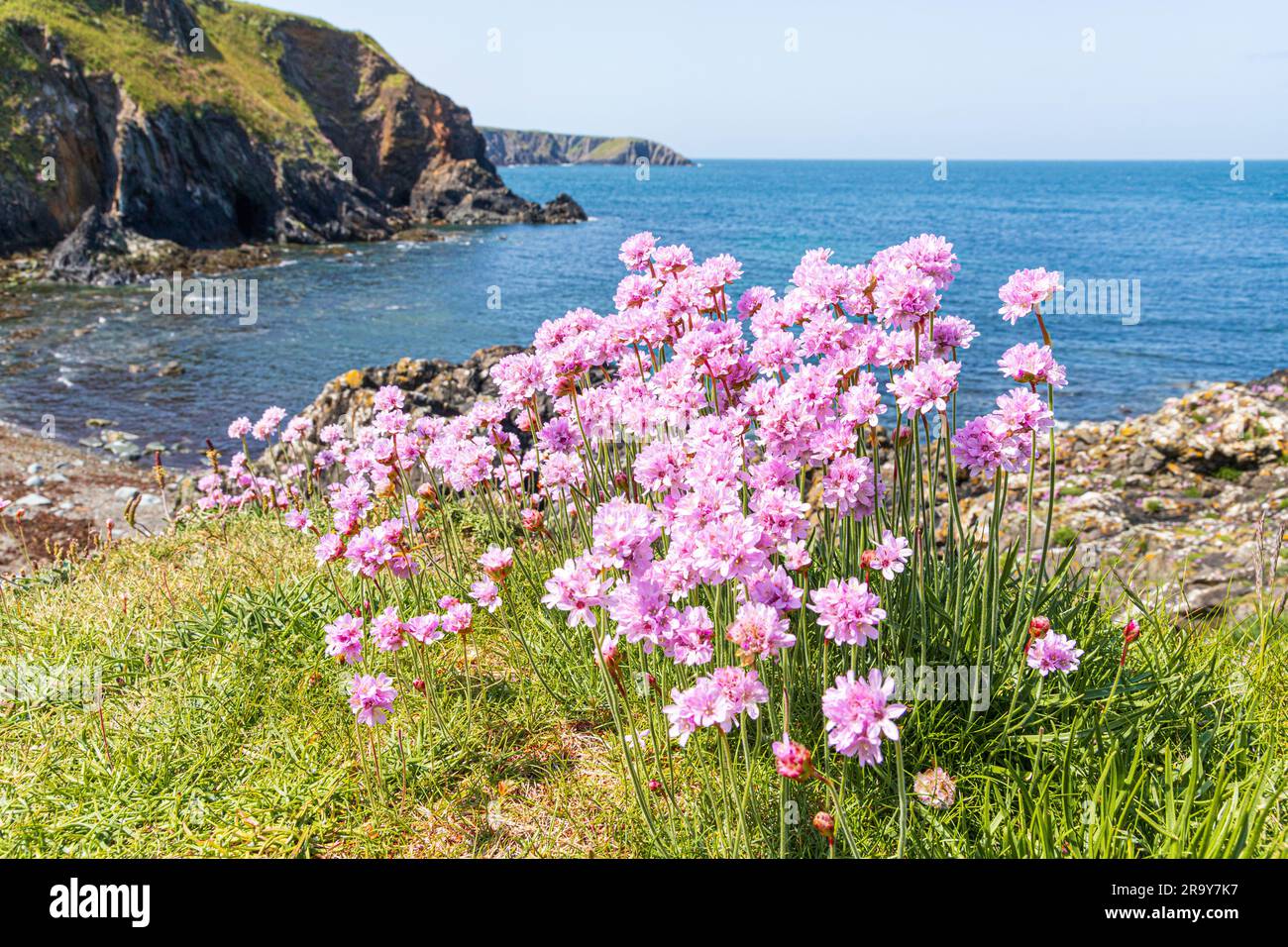 Des roses de mer (thrift) fleurissent sur les falaises à côté du sentier national du Pembrokeshire Coast Path à Trevin (Trevine) dans le Pembrokeshire Coast National Banque D'Images