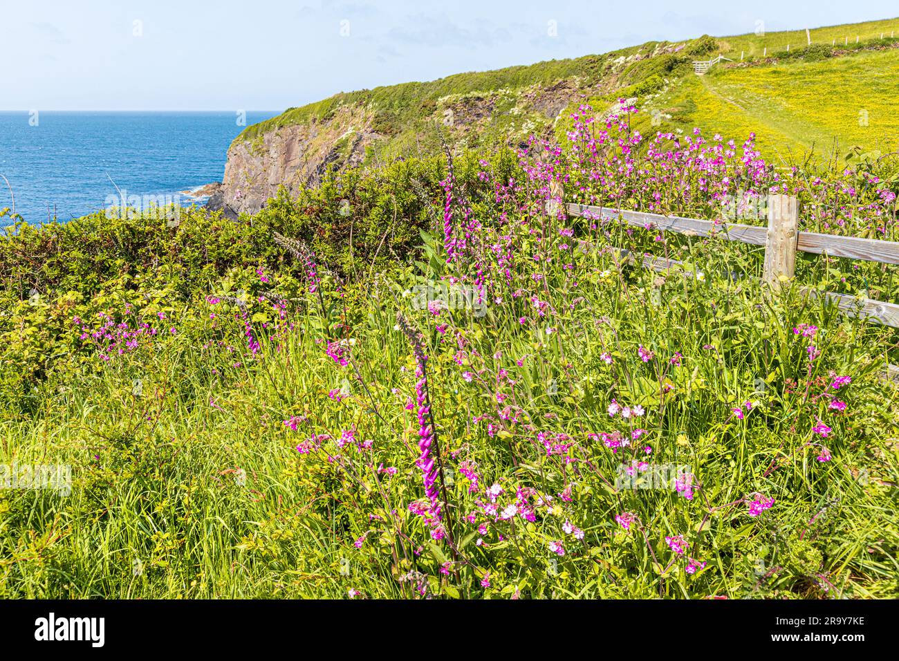 Fleurs sauvages sur les falaises à côté du sentier national du chemin de la côte de Pembrokeshire à Trefin (Trevine) dans le parc national de la côte de Pembrokeshire, pays de Galles, Royaume-Uni Banque D'Images