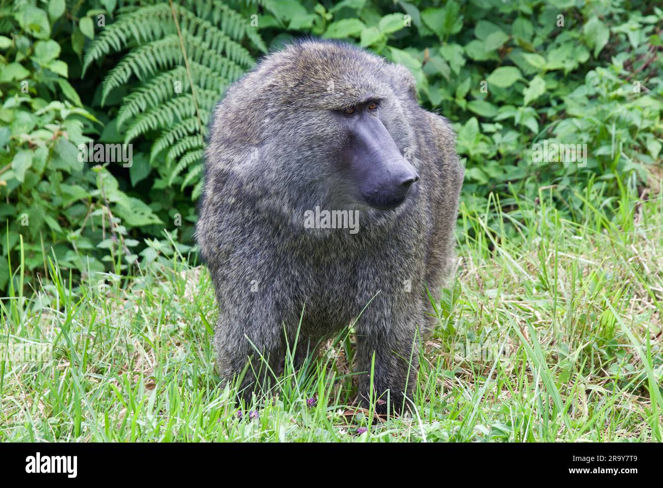 Un babouin d'olive (Papio anubis), également connu sous le nom de babouin Anubis en Ouganda Banque D'Images