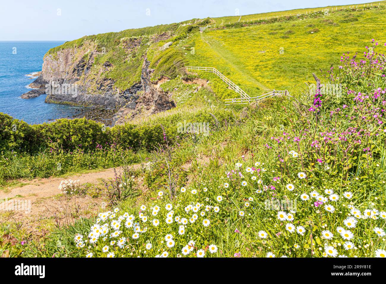 Fleurs sauvages sur les falaises à côté du sentier national du chemin de la côte de Pembrokeshire à Trefin (Trevine) dans le parc national de la côte de Pembrokeshire, pays de Galles, Royaume-Uni Banque D'Images