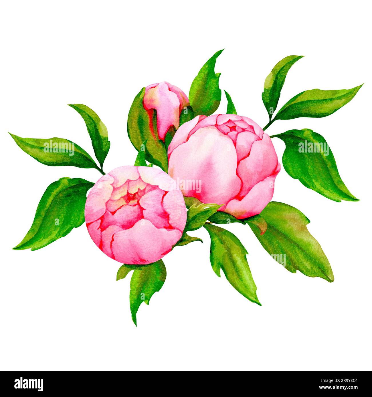 Aquarelle avec pivoines roses. Illustration botanique. Mariage, Saint-Valentin, anniversaire, design anniversaire. Banque D'Images