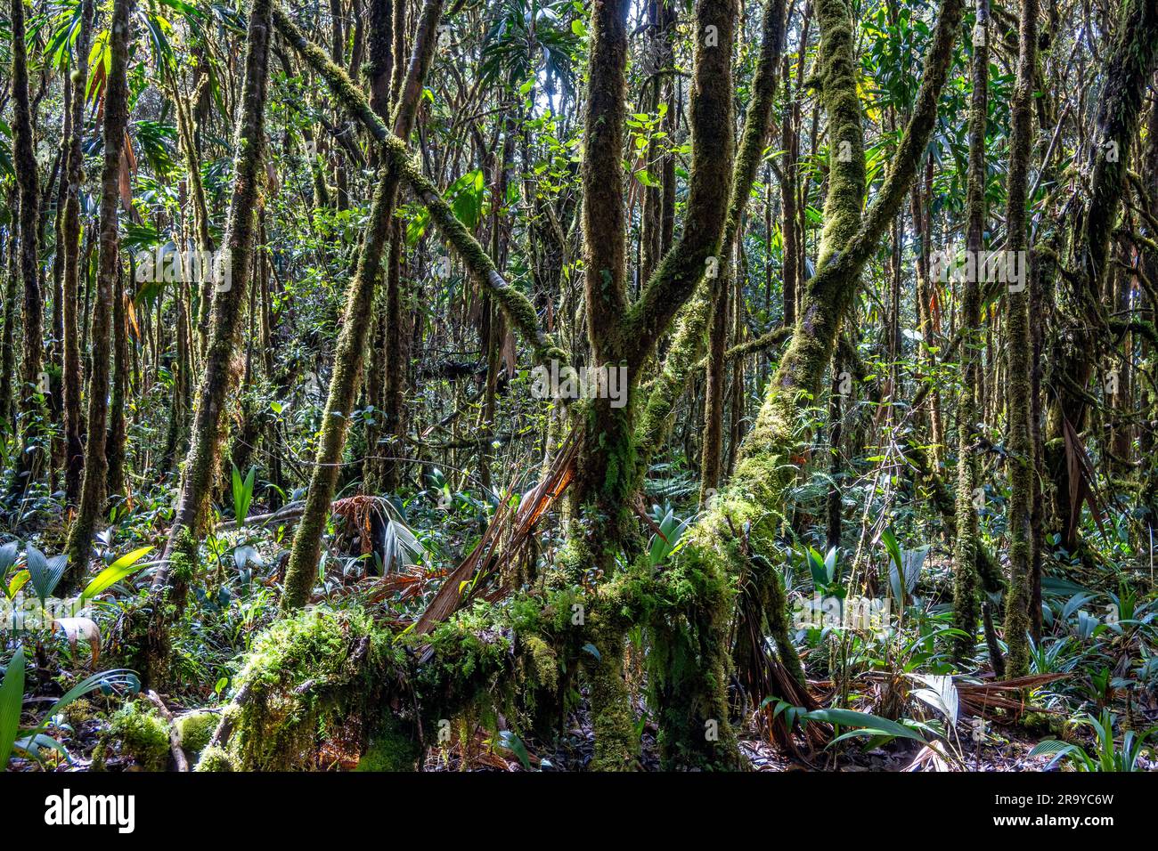 La mousse couvrait des arbres dans la forêt tropicale des Andes orientales. Colombie, Amérique du Sud. Banque D'Images