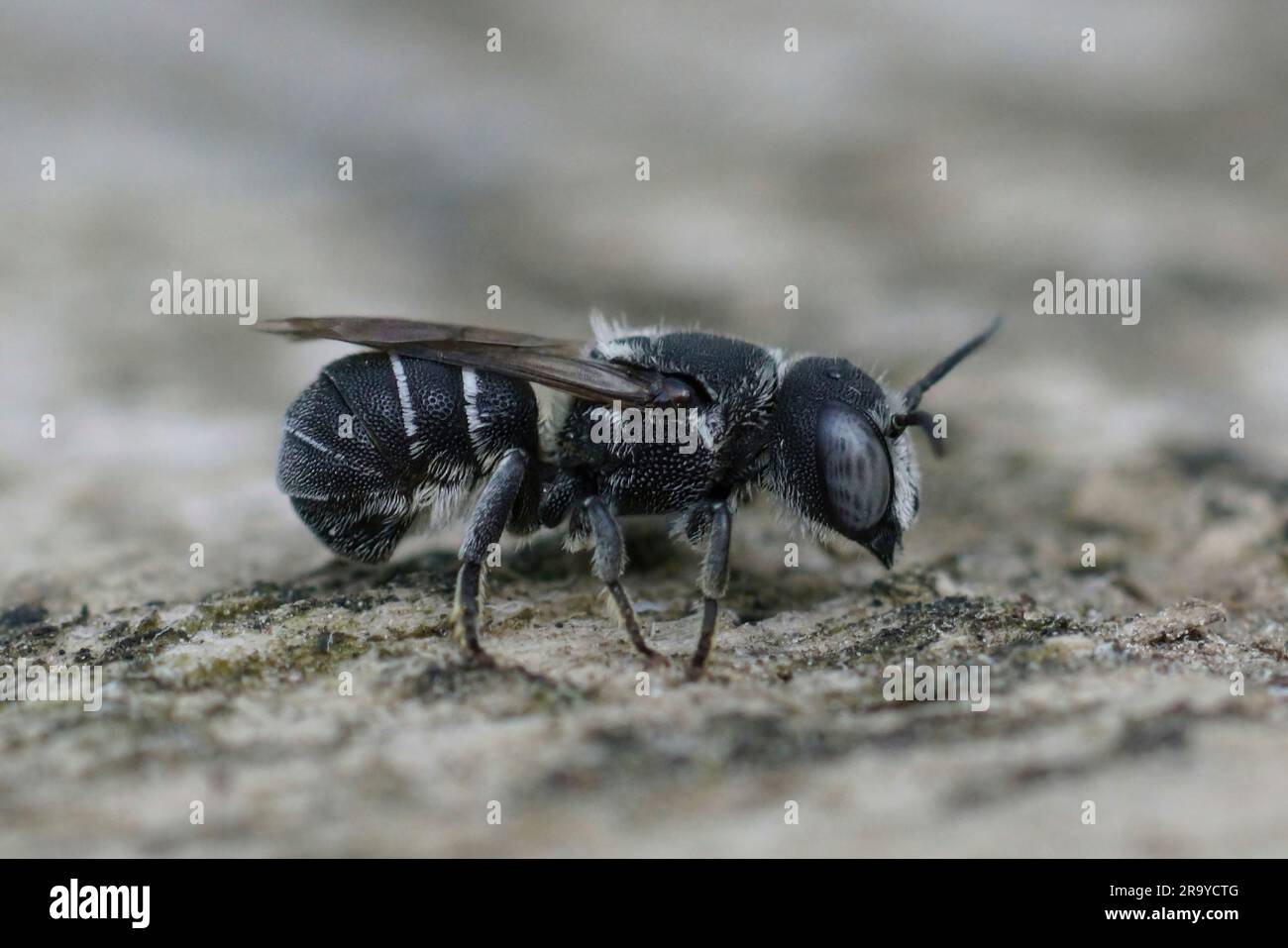Gros plan détaillé sur une petite abeille en résine blindée de crénelée méditerranéenne femelle, Heriades crenulatus dans le Gard, France Banque D'Images