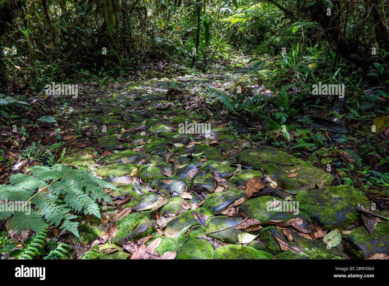 Sentiers anciens pavés de galets. Serranía de Los Yariguíes Parque Nacional Natural. Colombie, Amérique du Sud. Banque D'Images