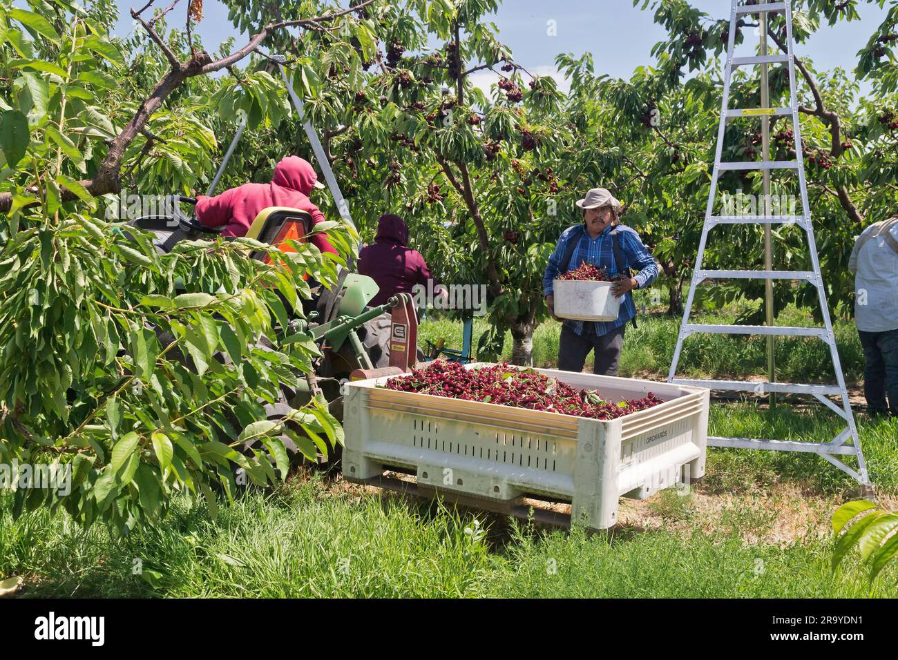 Ouvriers récoltant des cerises Royal Brooks 'Prunus avium', travailleur déposant les cerises récoltées dans la trémie, tracteur à fourche ramassant la récolte. Banque D'Images
