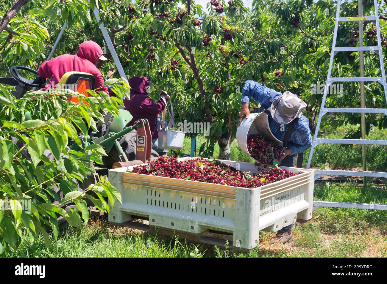 Ouvriers récoltant des cerises Royal Brooks 'Prunus avium', travailleur déposant les cerises récoltées dans la trémie, tracteur à fourche ramassant la récolte. Banque D'Images