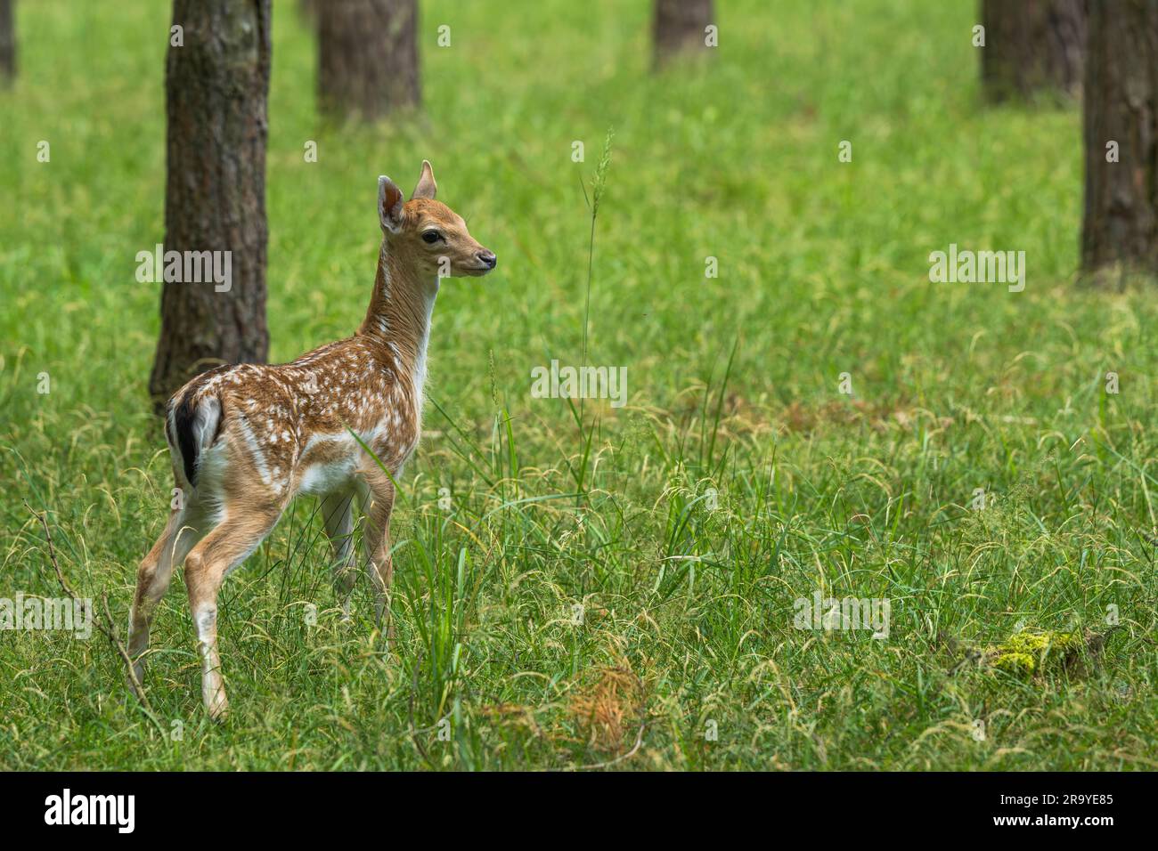 Un jeune cerf de Virginie veau Banque D'Images