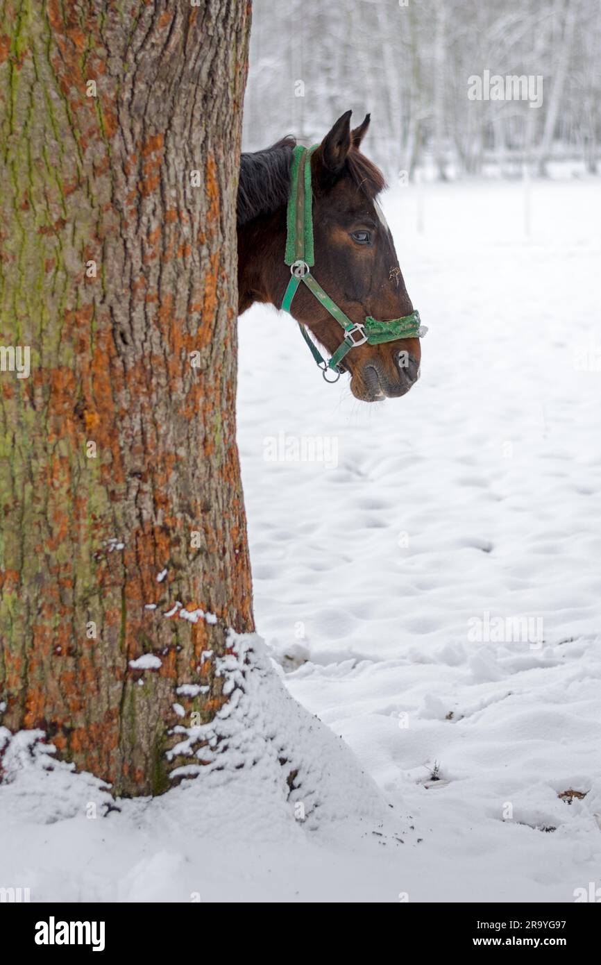 Cheval Mare caché derrière un arbre. Banque D'Images