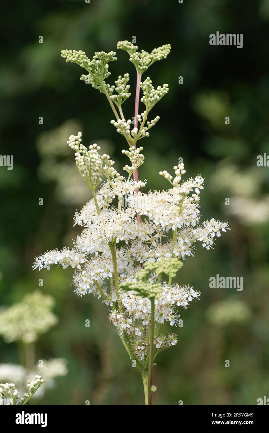 Plante à fleurs de Meadowsweet (Filipendula ulmaria) qui pousse à l'état sauvage dans la campagne de Surrey en juin ou en été, Angleterre, Royaume-Uni Banque D'Images