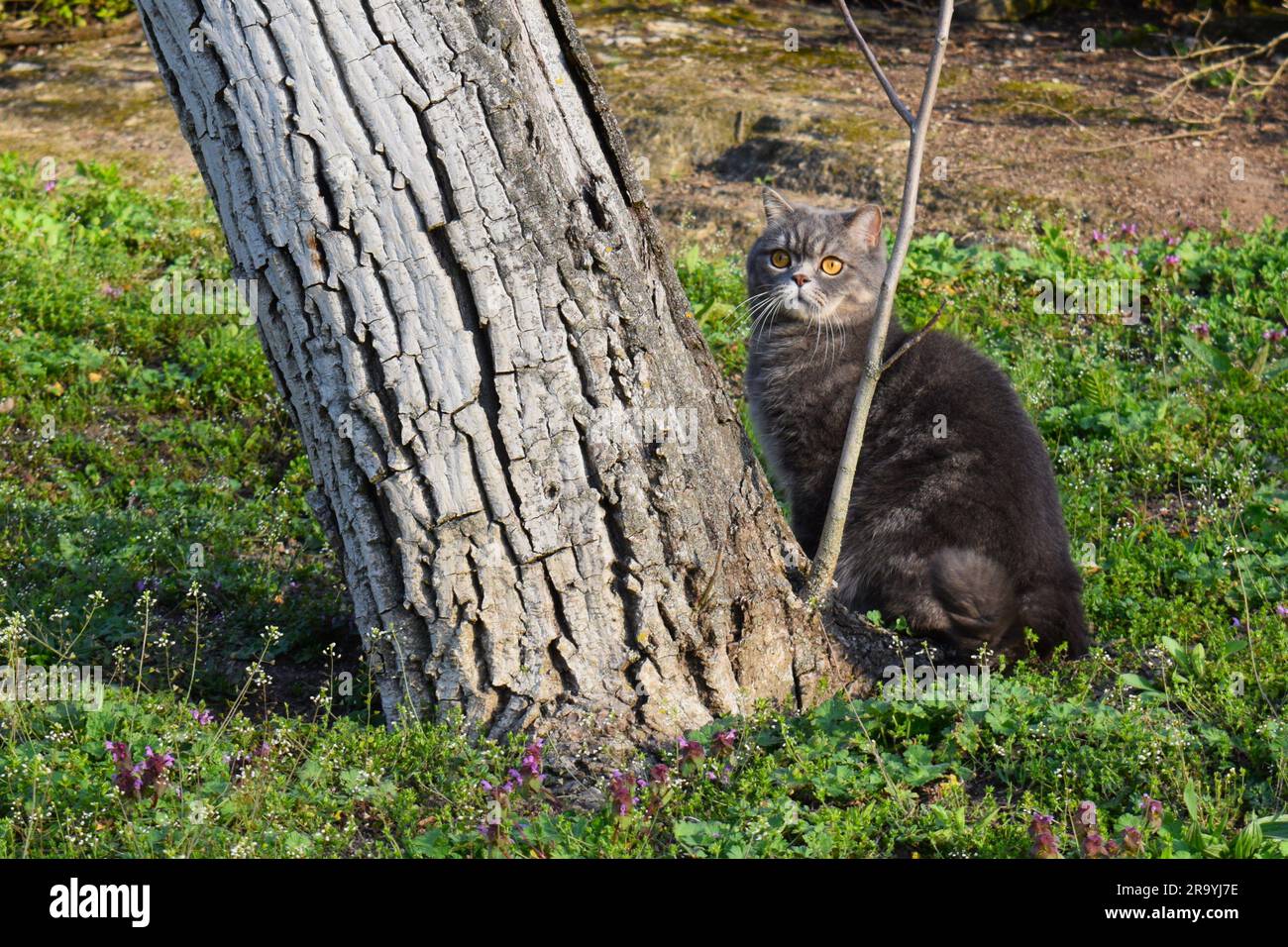 PET, British Shorthair chat , beau chat, Banque D'Images