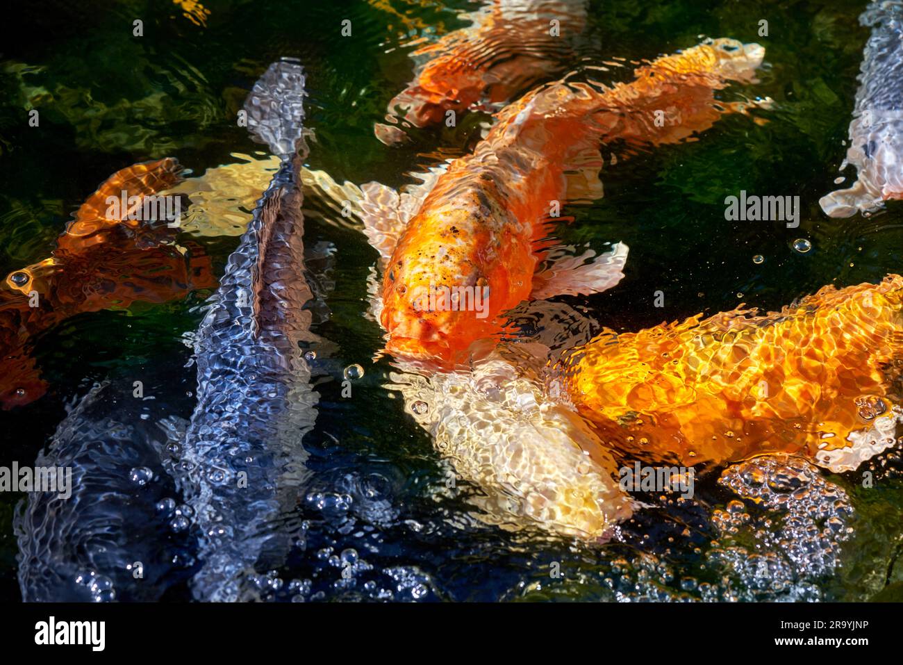 Carpes koï baignant dans différentes couleurs Banque D'Images