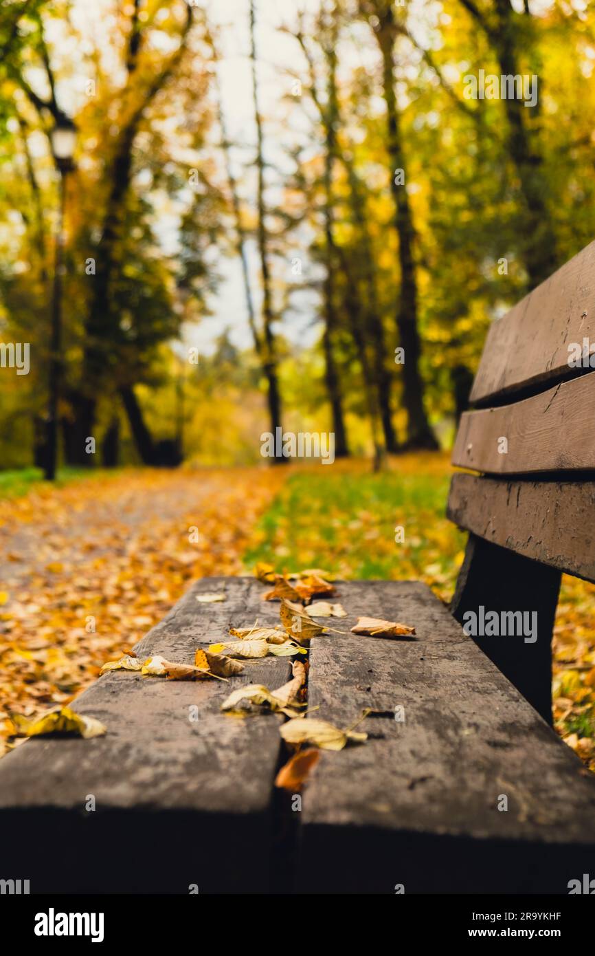 Des feuilles d'automne colorées tombent sur un banc en bois dans le parc. Vue à travers le feuillage d'automne dans la forêt. Feuilles d'arbre doré. Magnifique arbre avec des feuilles jaunes dans la forêt d'automne. Chemin parsemé de feuilles d'automne. Nature automne paysage arrière-plan Banque D'Images