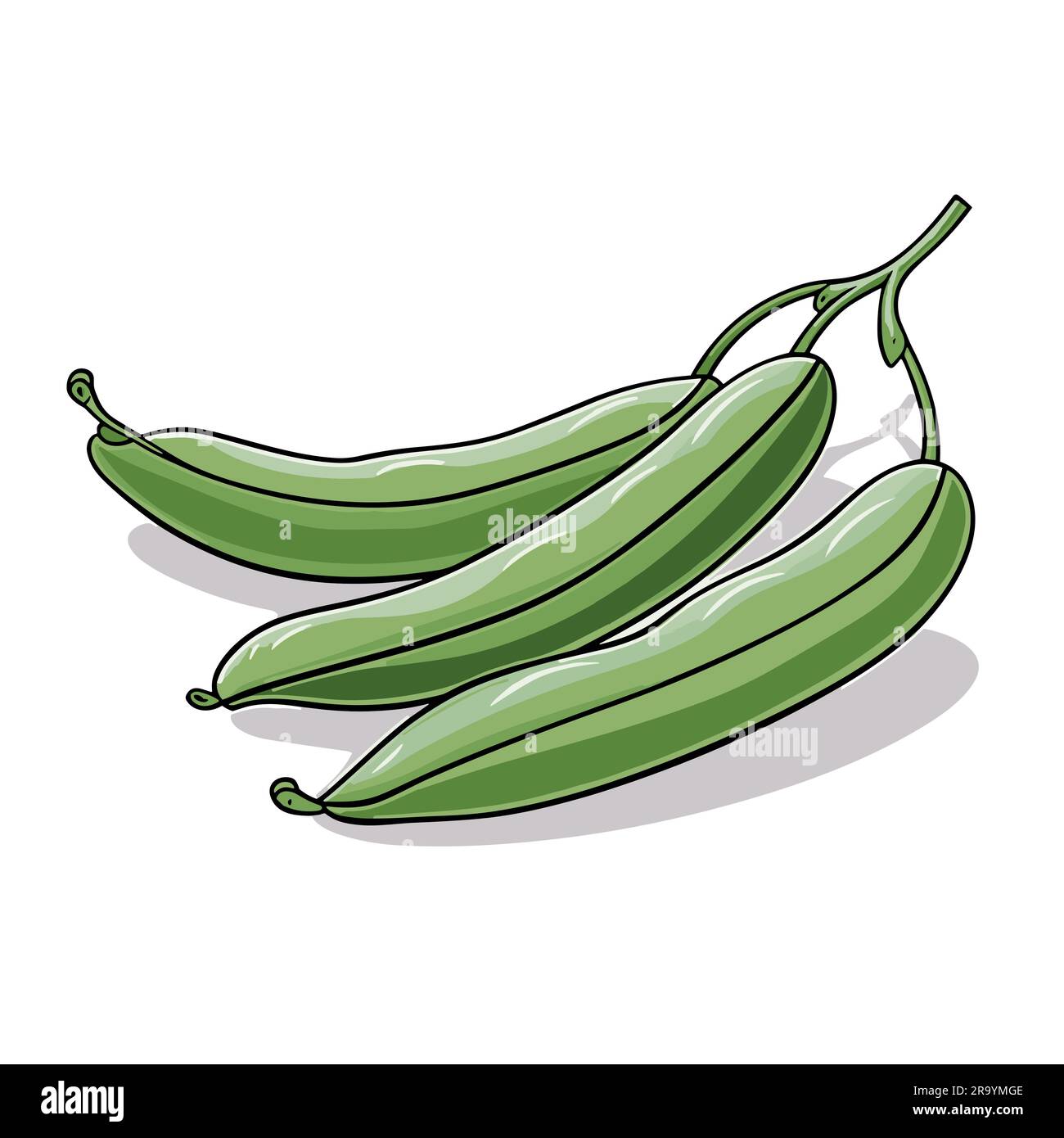 Haricots verts. Illustration de haricots verts dessinés à la main ...
