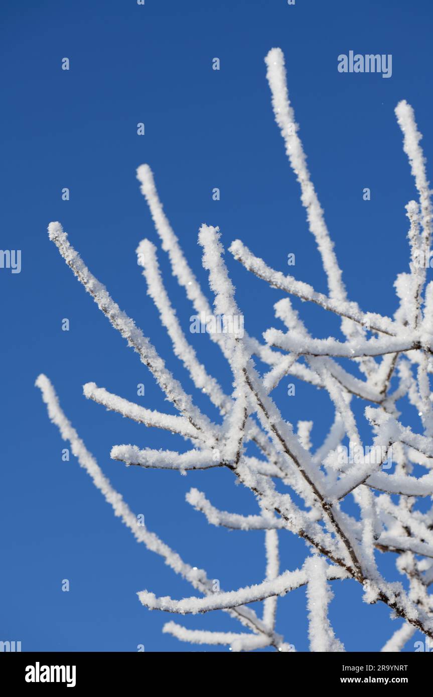 Brindilles couvertes de glace et de neige sur fond de ciel bleu vif Banque D'Images