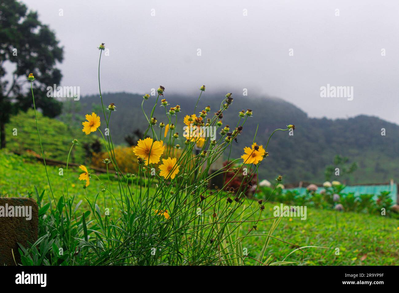 Une scène vibrante et pittoresque avec des fleurs sauvages jaune vif au bord d'un champ vert luxuriant Banque D'Images