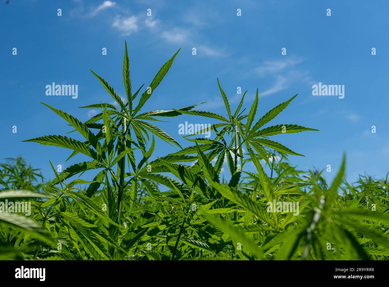 belle feuille de chanvre sur un champ de marijuana sous le ciel bleu avec le soleil et les nuages pour la légalisation des produits médicaux de cannabis cbd thc branche de drogue illégale Banque D'Images