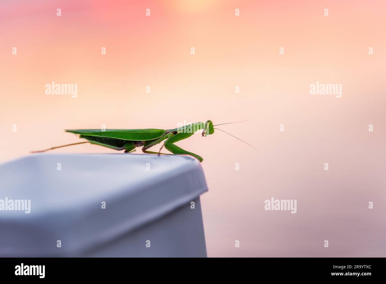 Une mante de prière verte se trouve sur une pierre sur un fond rose isolé. Insecte dans la ville. Invertébré. Placer pour le texte. Macro, vue latérale. Copier la flèche Banque D'Images