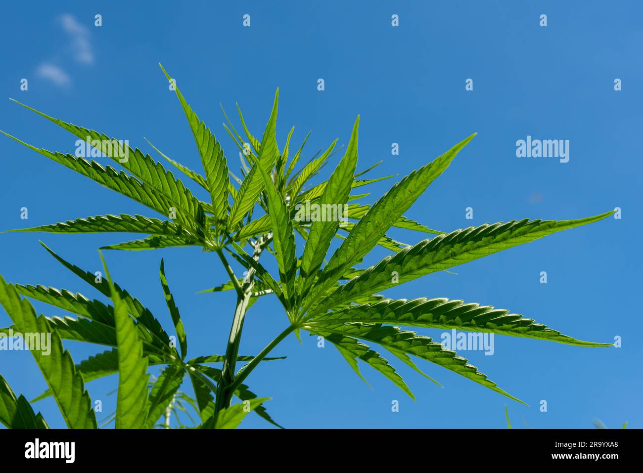 belle feuille de chanvre sur un champ de marijuana sous le ciel bleu avec le soleil et les nuages pour la légalisation des produits médicaux de cannabis cbd thc branche de drogue illégale Banque D'Images