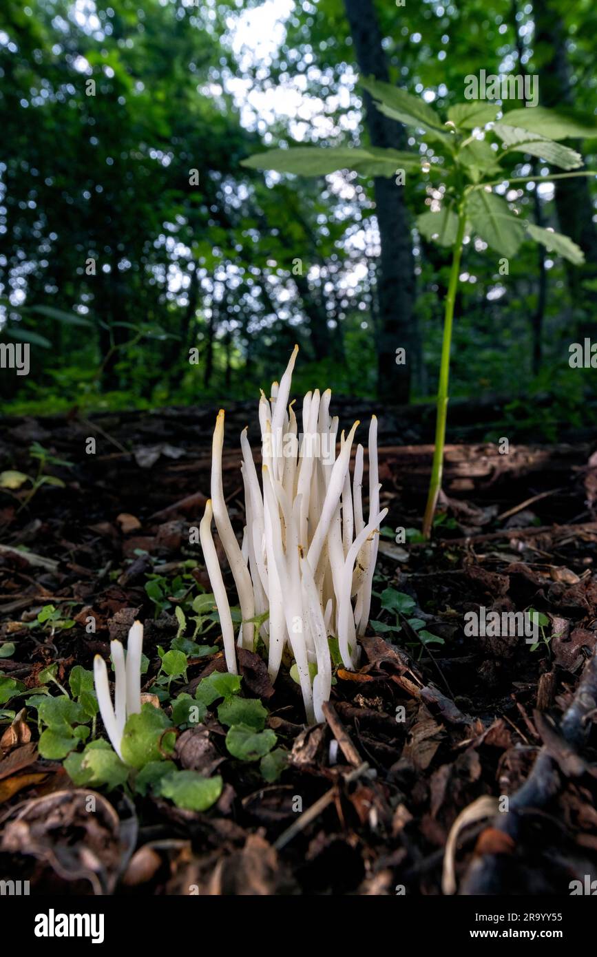 Champignons des doigts de fées (Clavaria fragilis) - Brevard, Caroline du Nord, États-Unis Banque D'Images