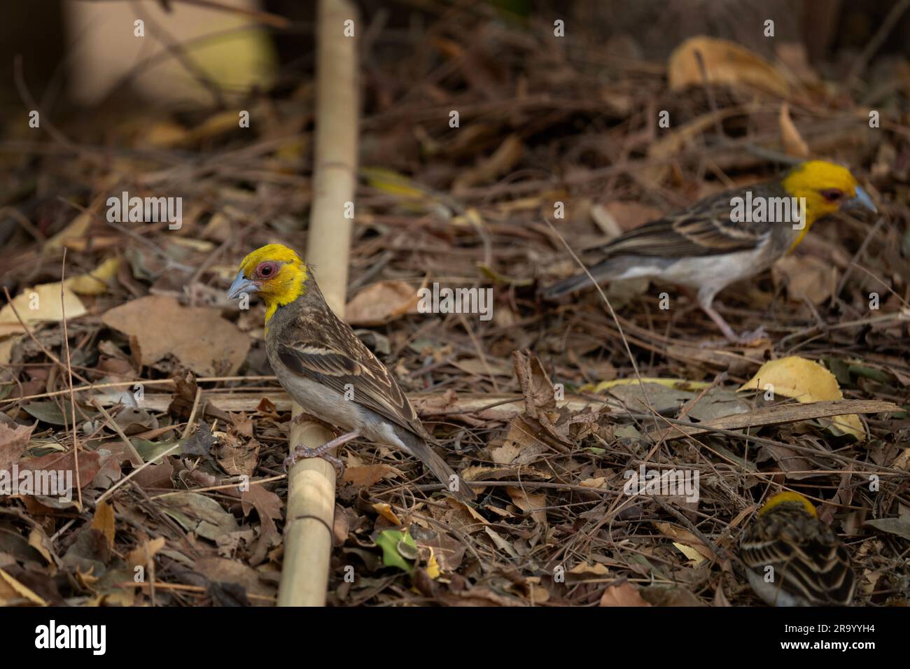 Sakalava weaver sur le terrain. Ploceus sakalava est assis dans le parc de Madagascar. Petit oiseau brun à tête jaune. Sakalava fody se nourrit dans le TH Banque D'Images