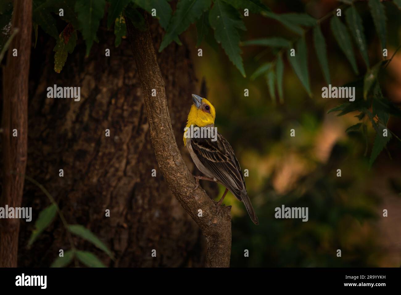 Sakalava weaver sur le terrain. Ploceus sakalava est assis dans le parc de Madagascar. Petit oiseau brun à tête jaune. Sakalava fody se nourrit dans le TH Banque D'Images