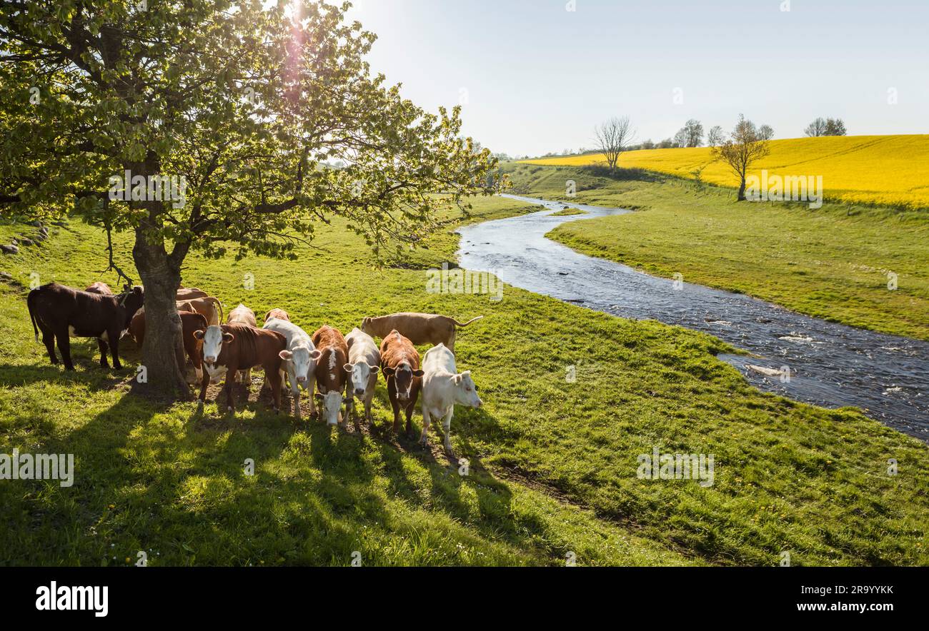 Vaches sous un arbre au bord d'une rivière dans un paysage idyllique. Skane, Suède Banque D'Images