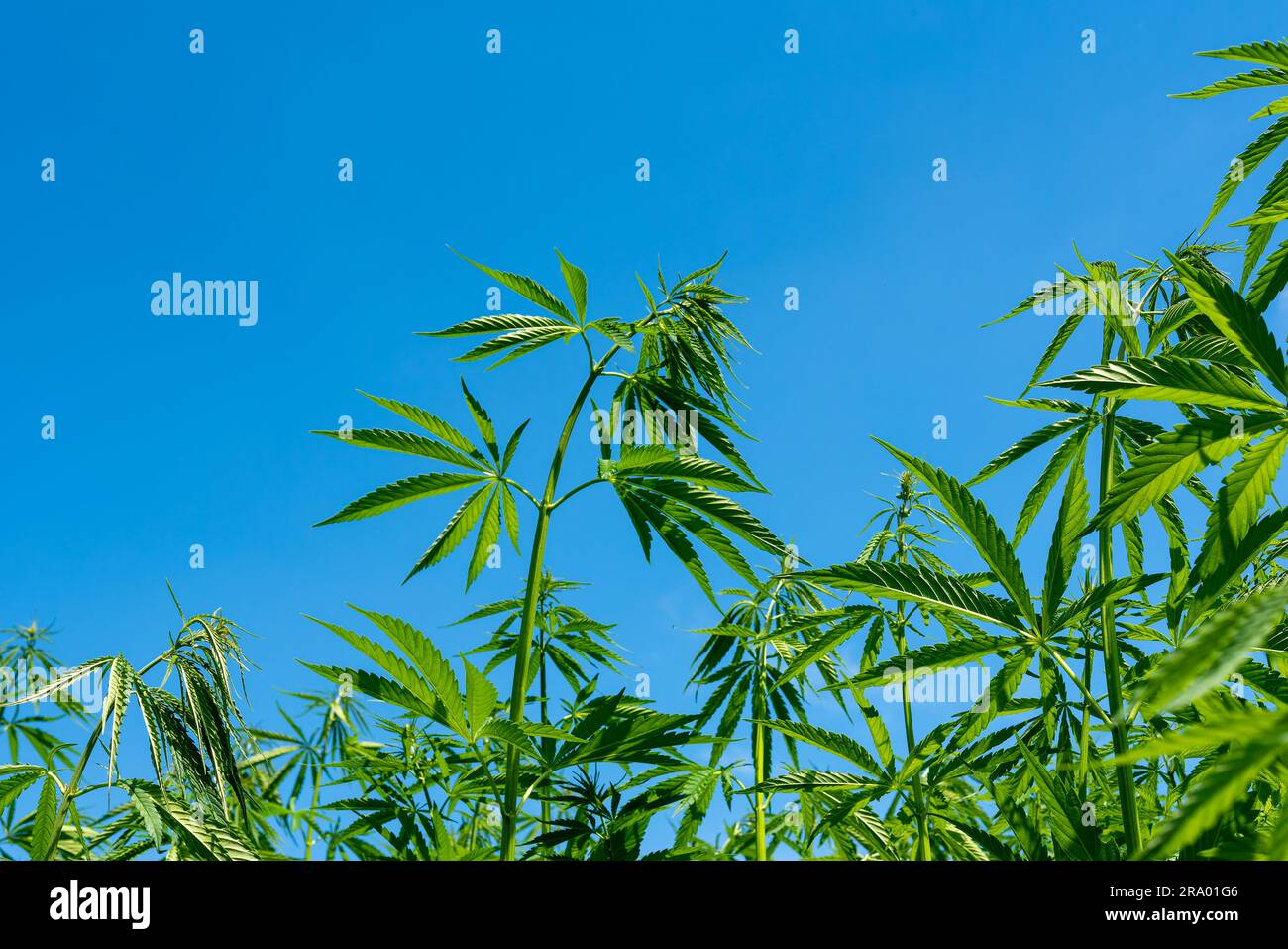 belle feuille de chanvre sur un champ de marijuana sous le ciel bleu avec le soleil et les nuages pour la légalisation des produits médicaux de cannabis cbd thc branche de drogue illégale Banque D'Images