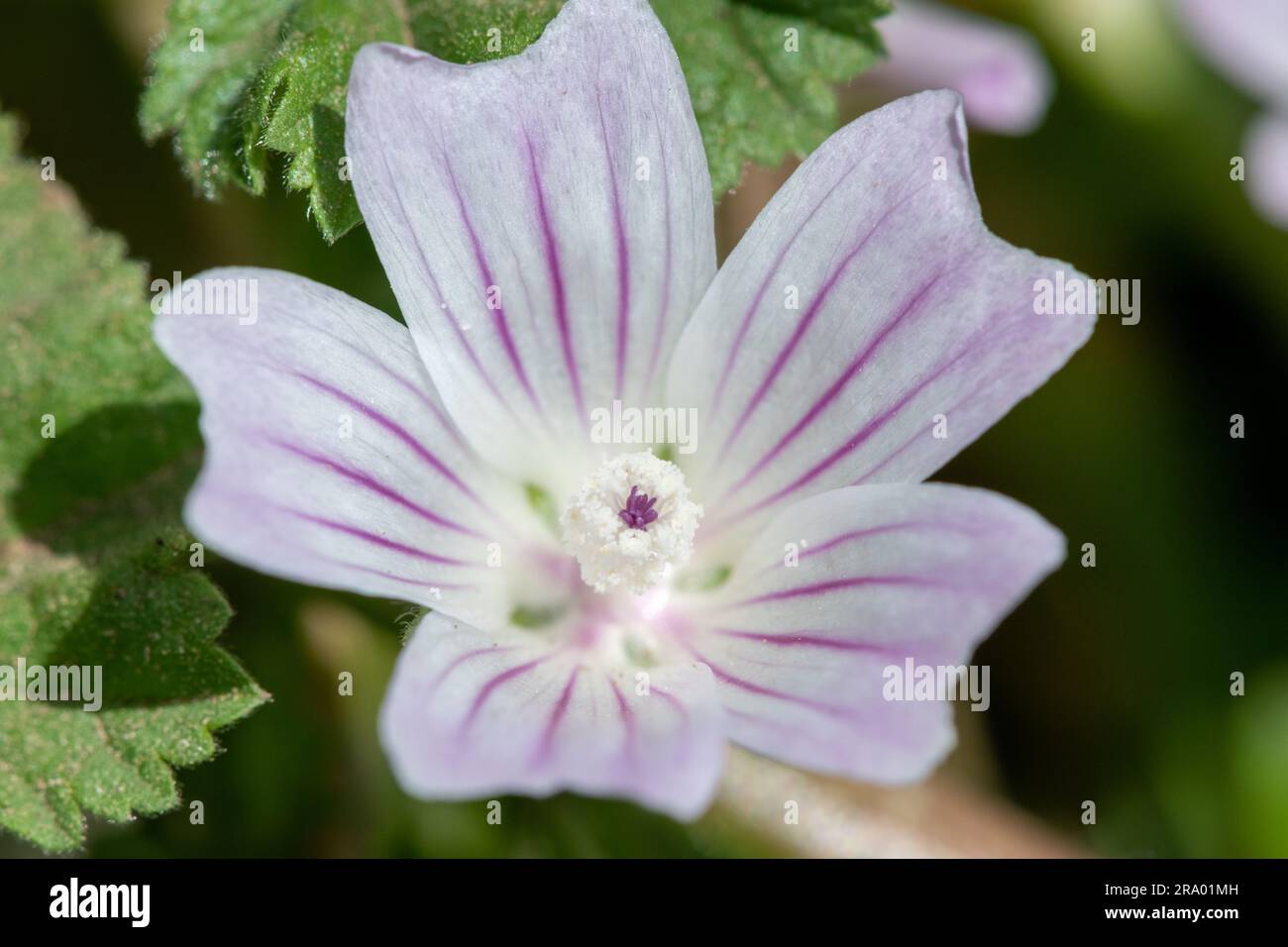 Gros plan d'une fleur de malow commune (malva negecta) en fleur Banque D'Images